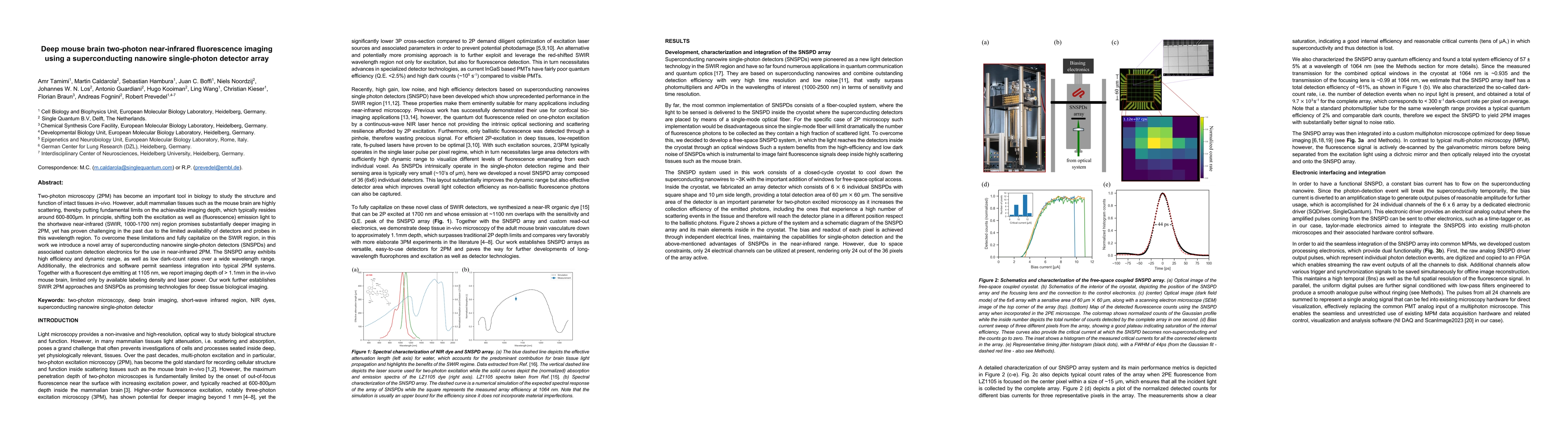 Thumbnail for Deep mouse brain two-photon near-infrared fluorescence imaging using a
  superconducting nanowire single-photon detector array