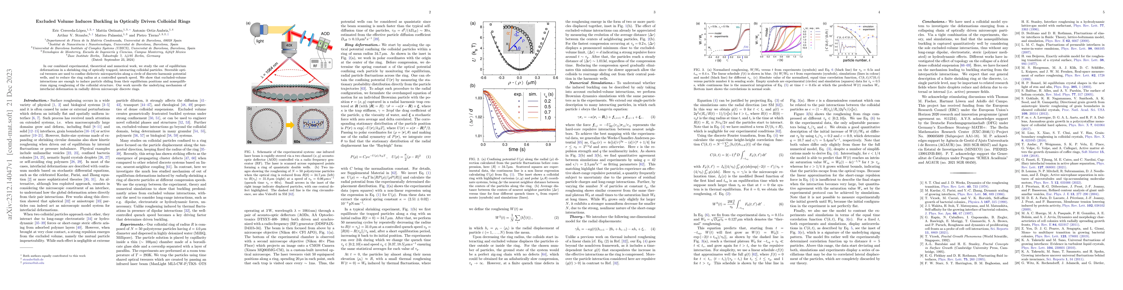 Thumbnail for Excluded Volume Induces Buckling in Optically Driven Colloidal Rings