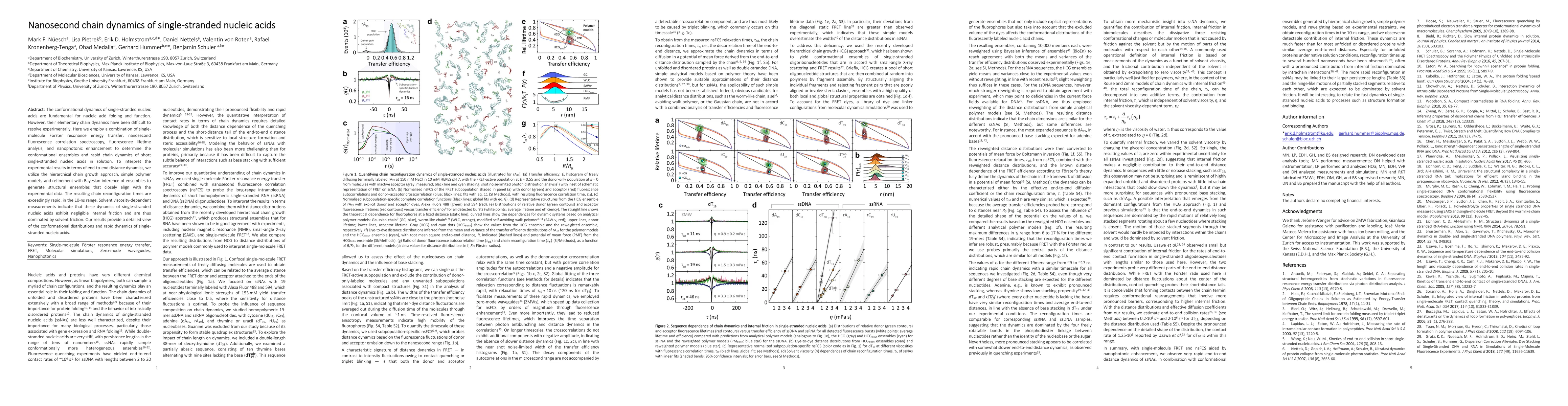 Thumbnail for Nanosecond chain dynamics of single-stranded nucleic acids
