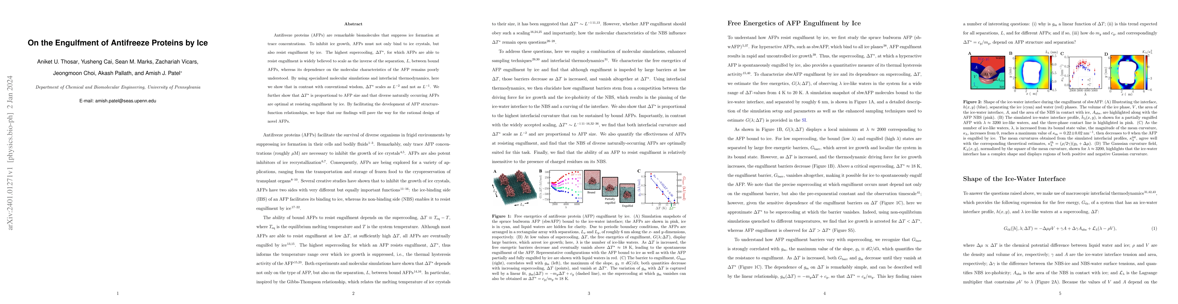 Thumbnail for On the Engulfment of Antifreeze Proteins by Ice