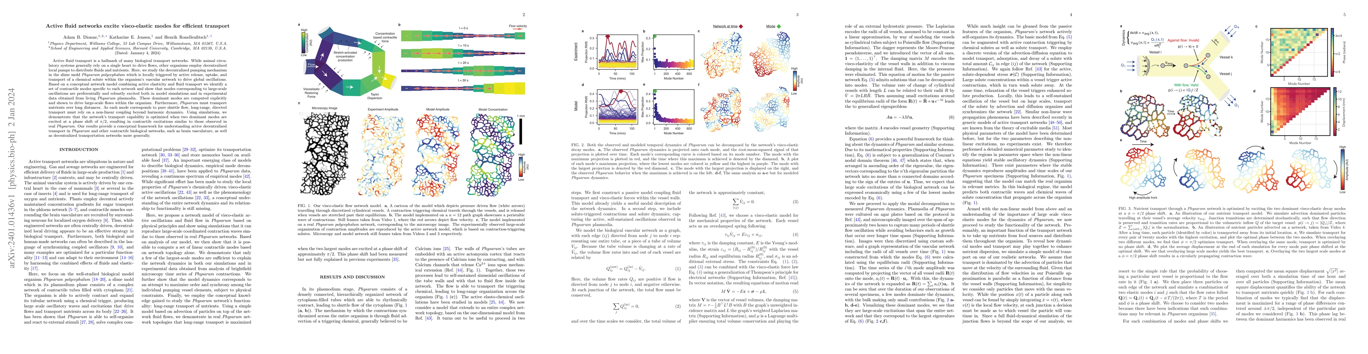 Thumbnail for Active fluid networks excite visco-elastic modes for efficient transport