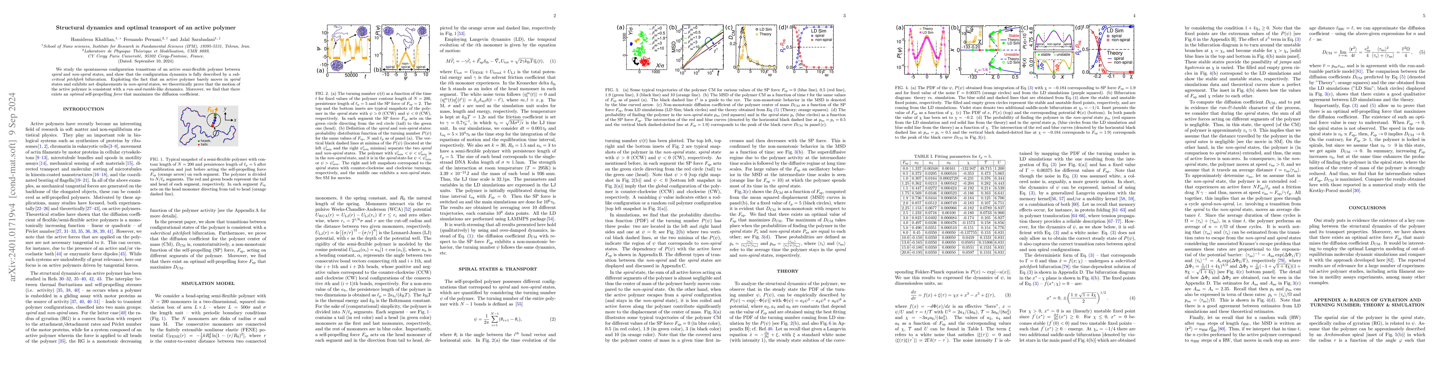 Thumbnail for Structural dynamics and optimal transport of an active polymer