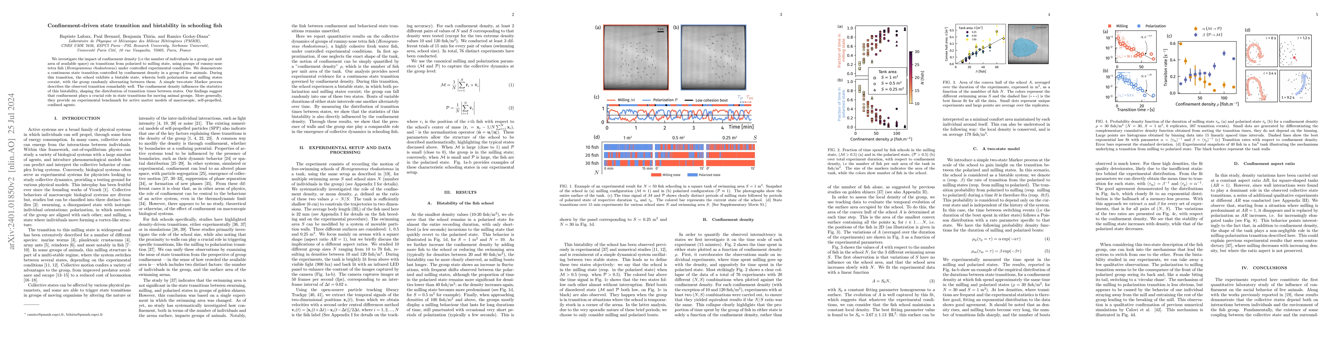 Thumbnail for Confinement-driven state transition and bistability in schooling fish