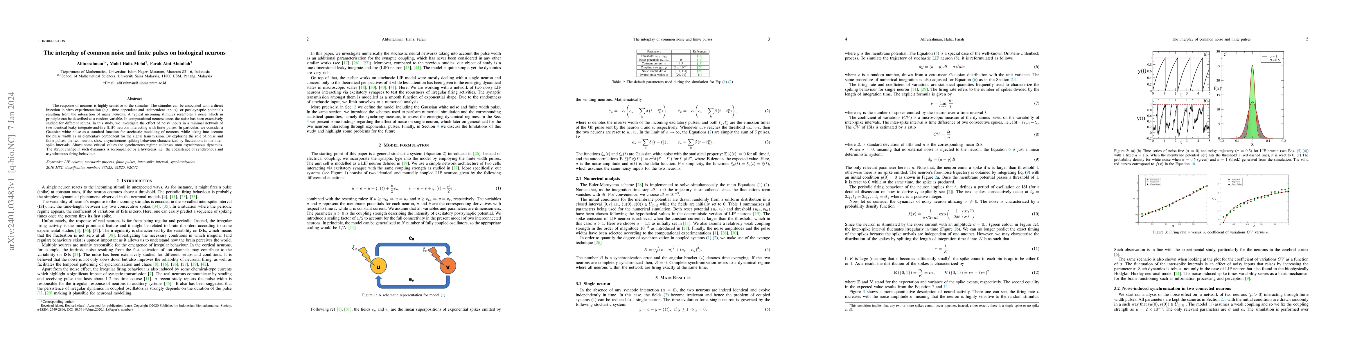 Thumbnail for The interplay of common noise and finite pulses on biological neurons