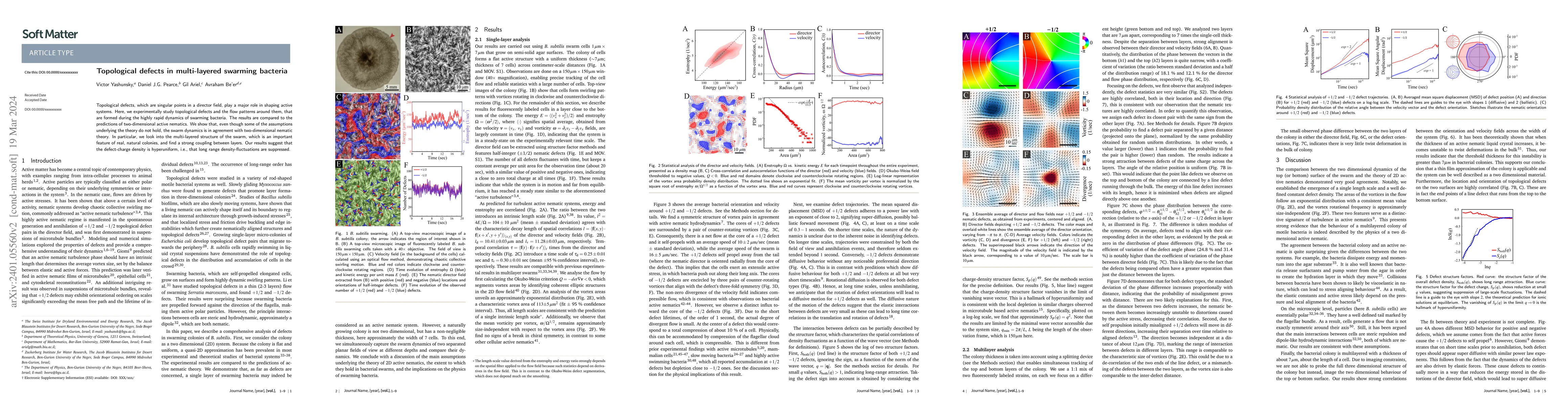 Thumbnail for Topological defects in multi-layered swarming bacteria