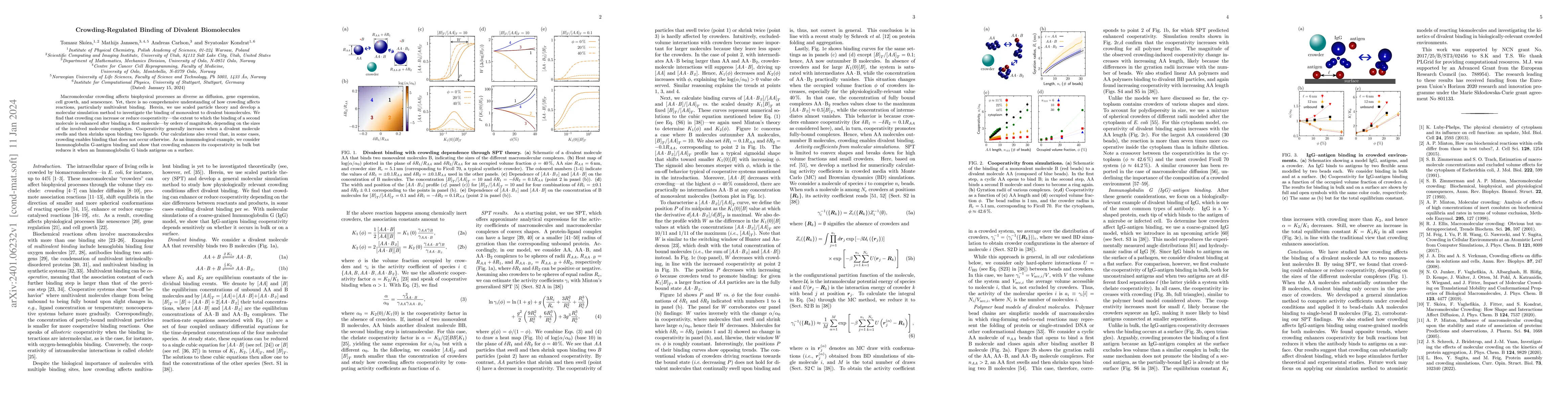 Thumbnail for Crowding-Regulated Binding of Divalent Biomolecules