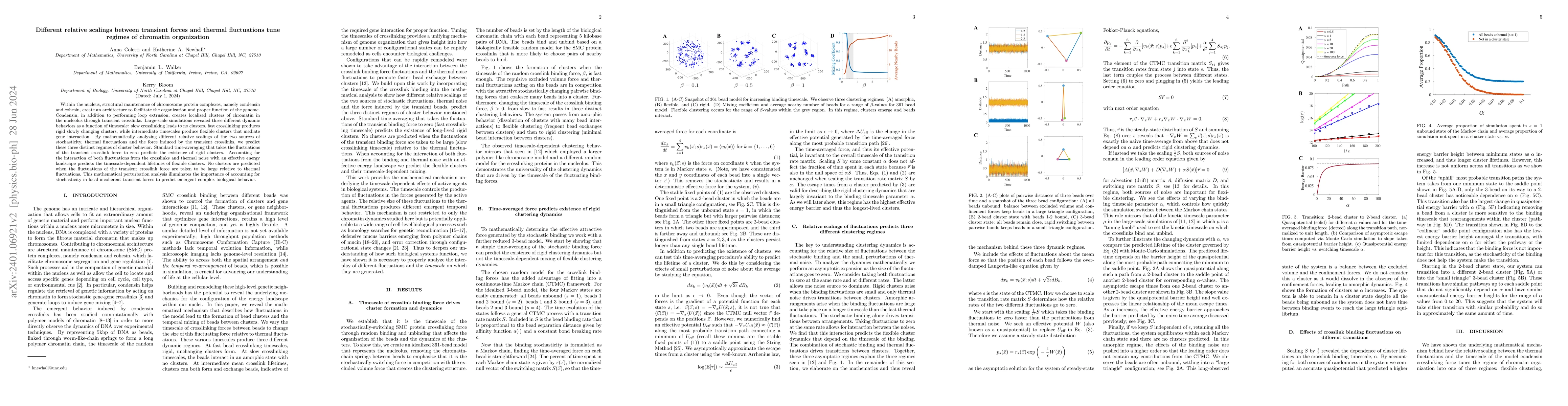 Thumbnail for Different relative scalings between transient forces and thermal
  fluctuations tune regimes of chromatin organization
