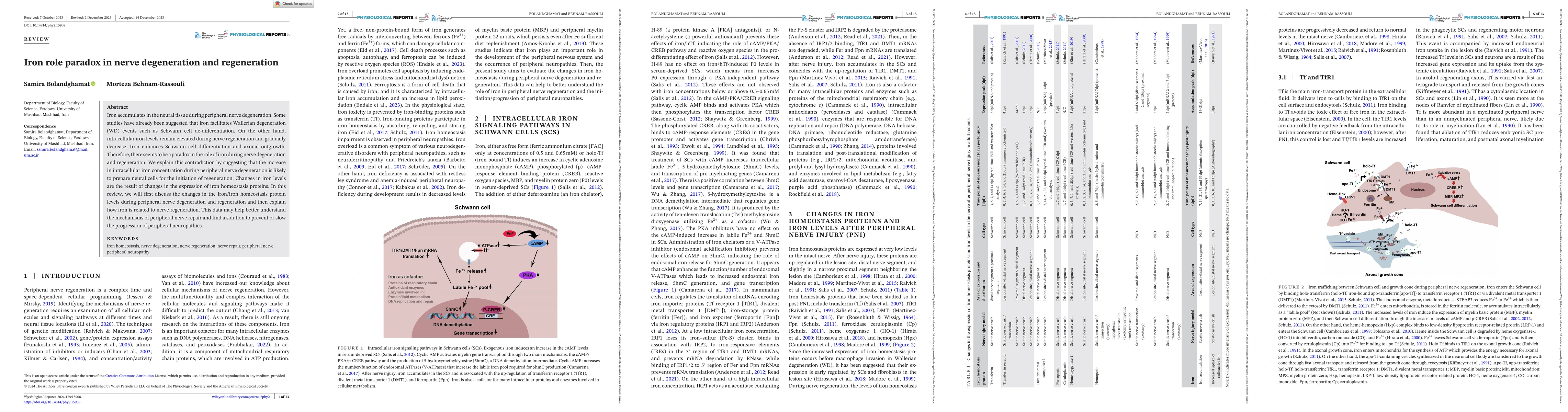 Thumbnail for Iron role paradox in nerve degeneration and regeneration