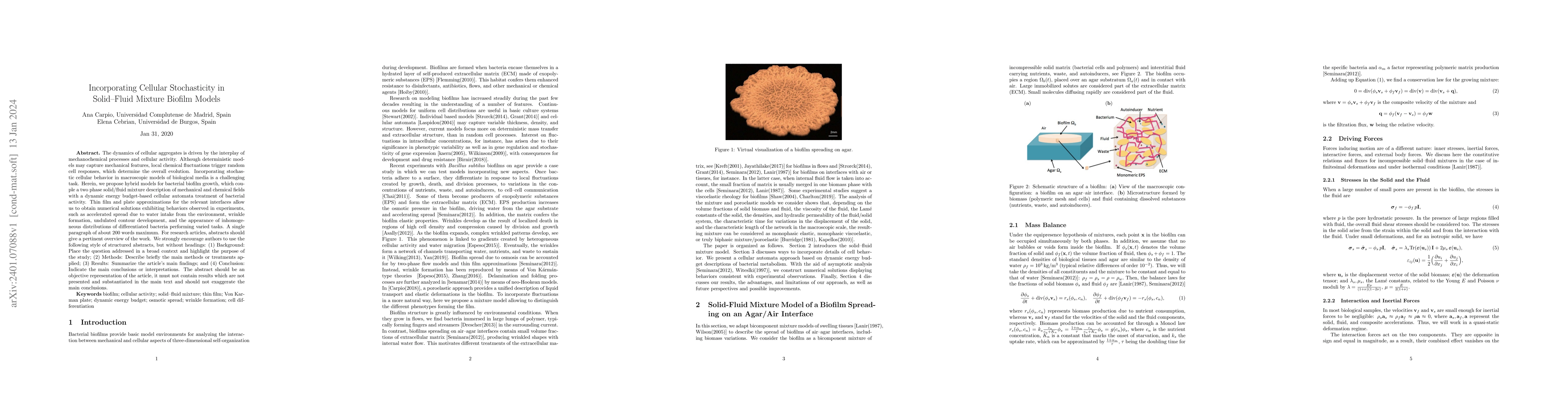 Thumbnail for Incorporating Cellular Stochasticity in Solid--Fluid Mixture Biofilm
  Models