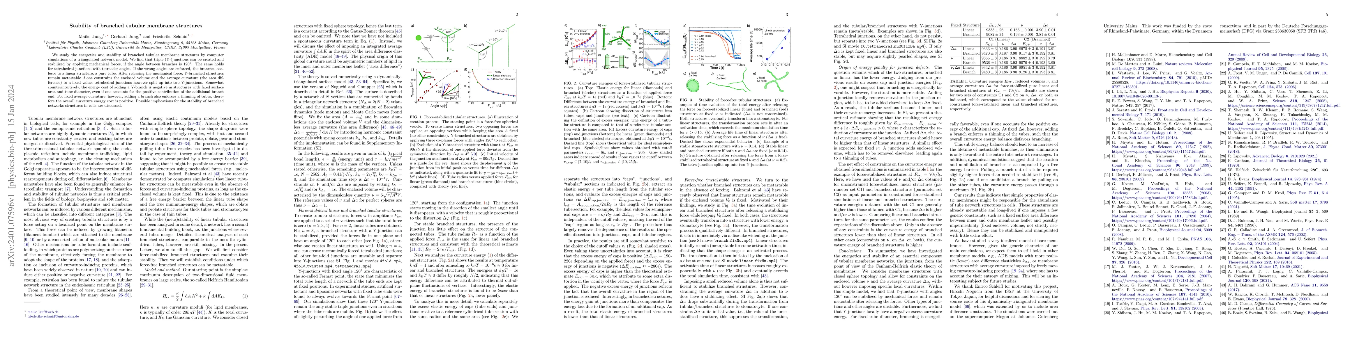 Thumbnail for Stability of branched tubular membrane structures