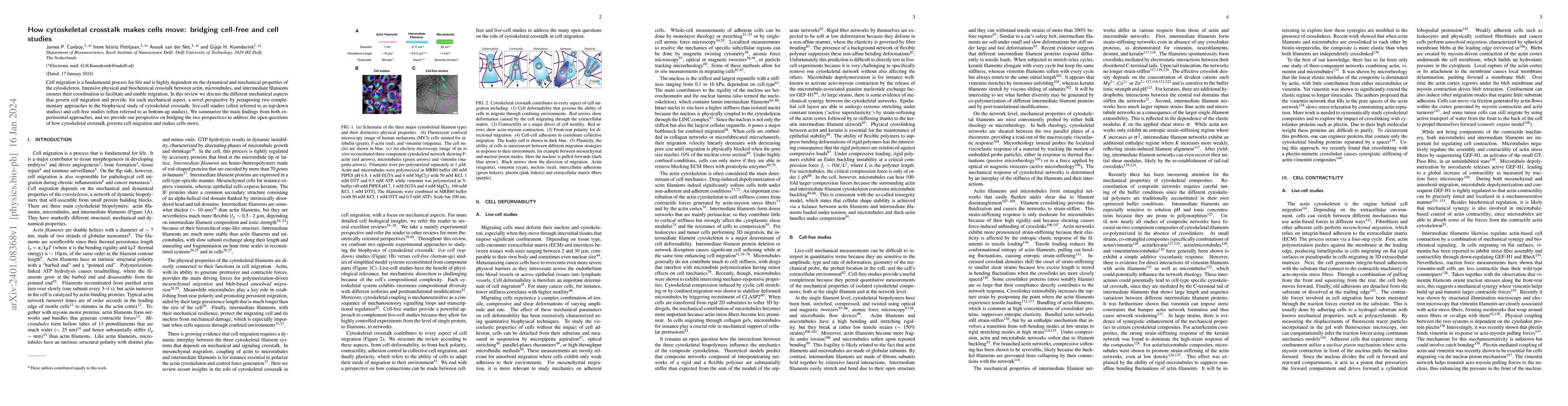Thumbnail for How cytoskeletal crosstalk makes cells move: bridging cell-free and cell
  studies