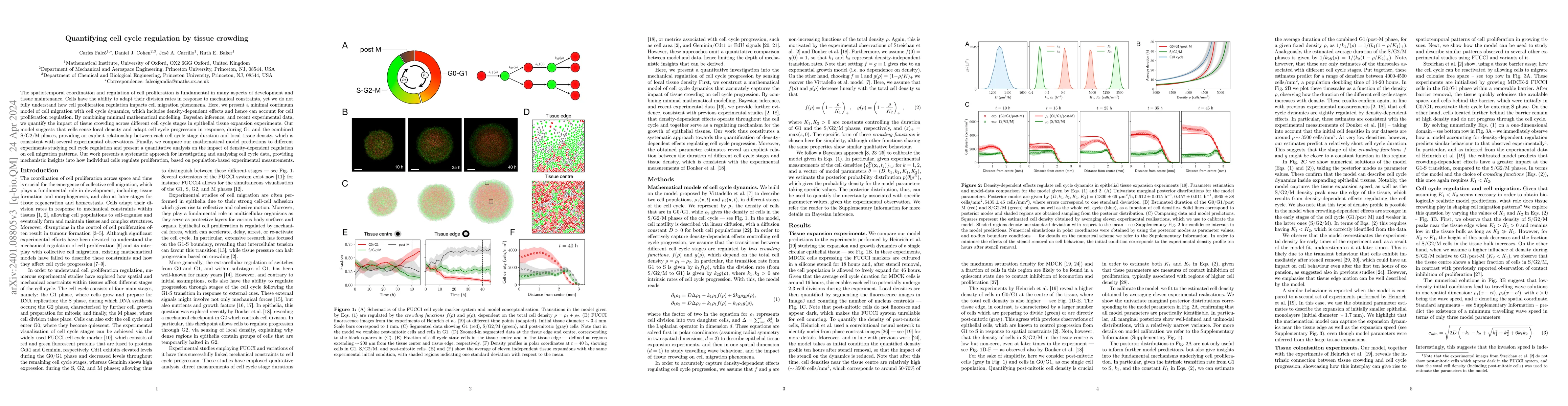 Thumbnail for Quantifying cell cycle regulation by tissue crowding