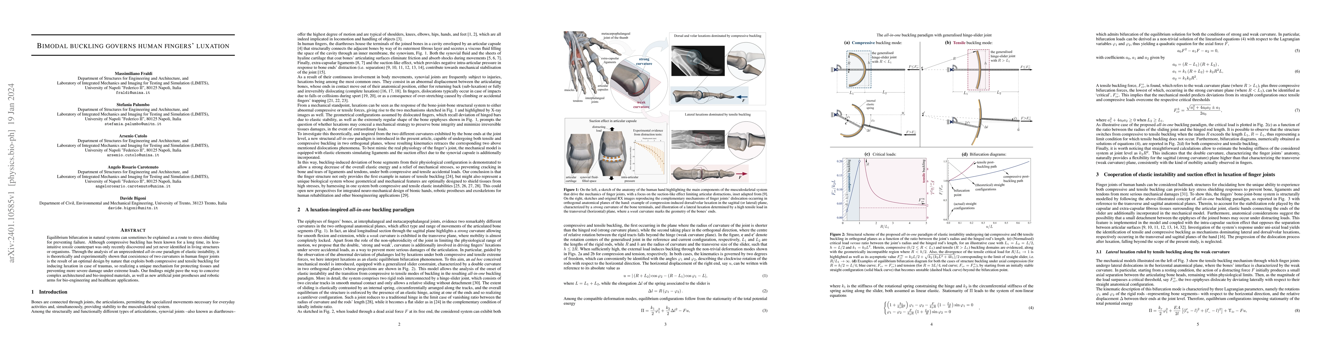 Thumbnail for Bimodal buckling governs human fingers luxation