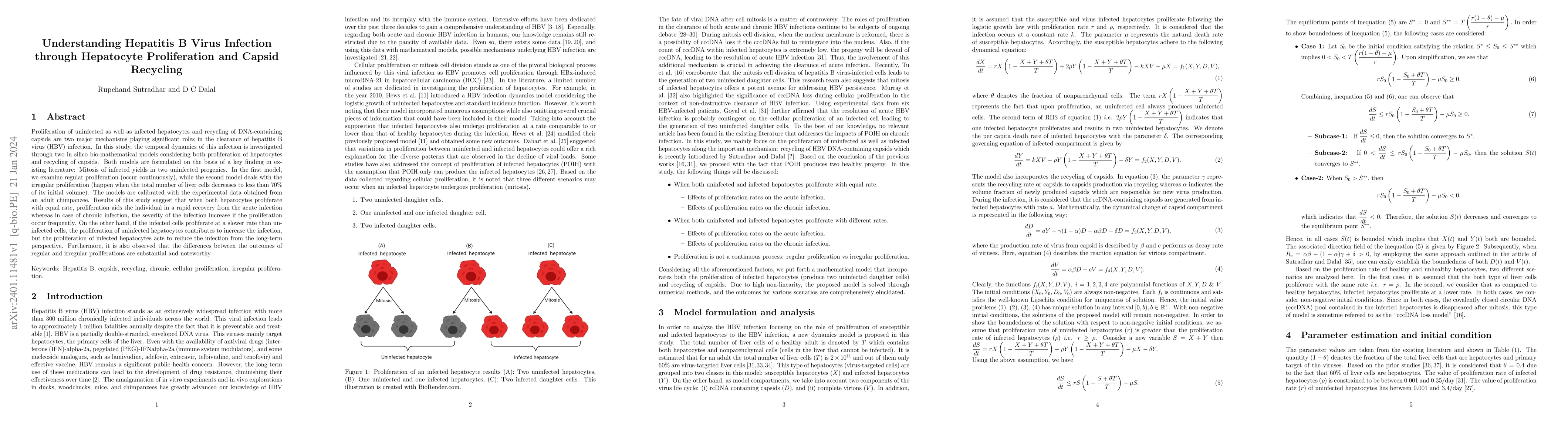 Thumbnail for Understanding Hepatitis B Virus Infection through Hepatocyte
  Proliferation and Capsid Recycling