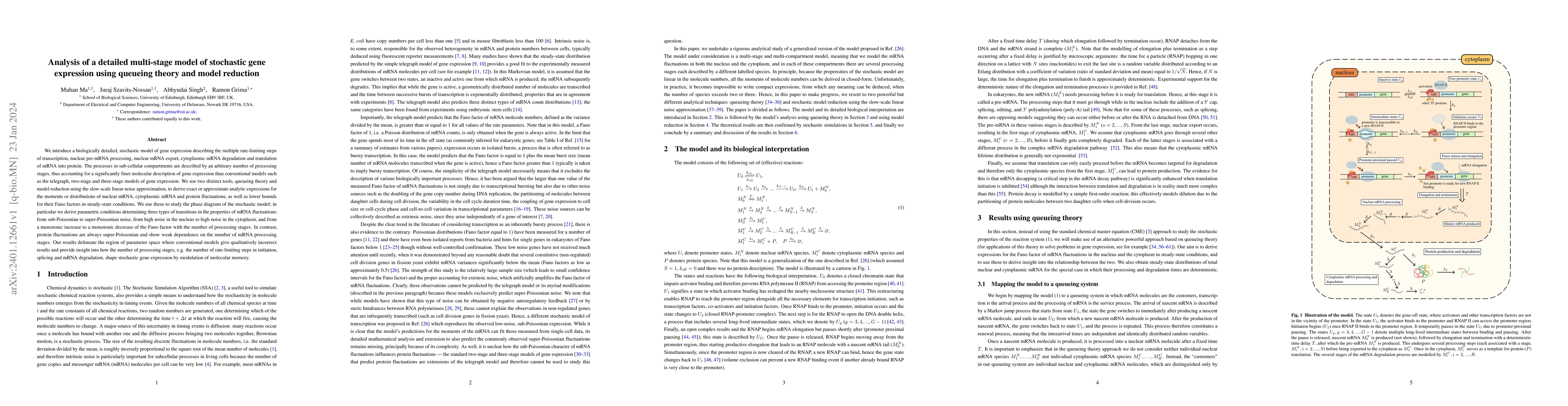 Thumbnail for Analysis of a detailed multi-stage model of stochastic gene expression
  using queueing theory and model reduction