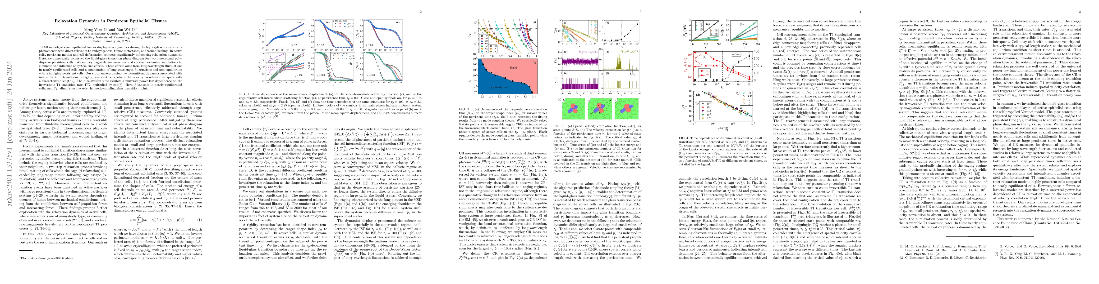 Thumbnail for Relaxation Dynamics in Persistent Epithelial Tissues