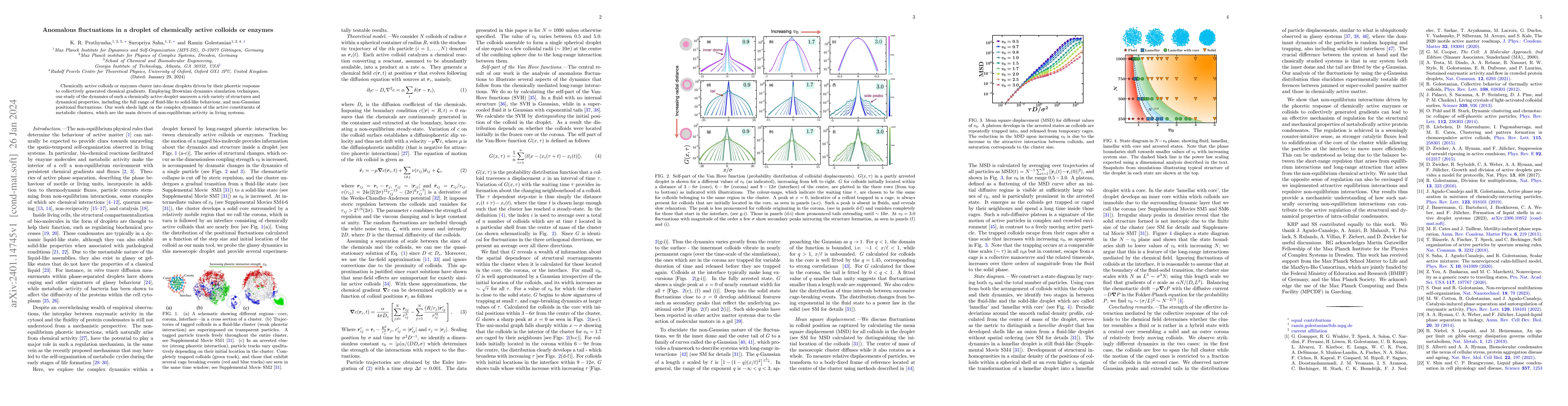 Thumbnail for Anomalous fluctuations in a droplet of chemically active colloids or
  enzymes