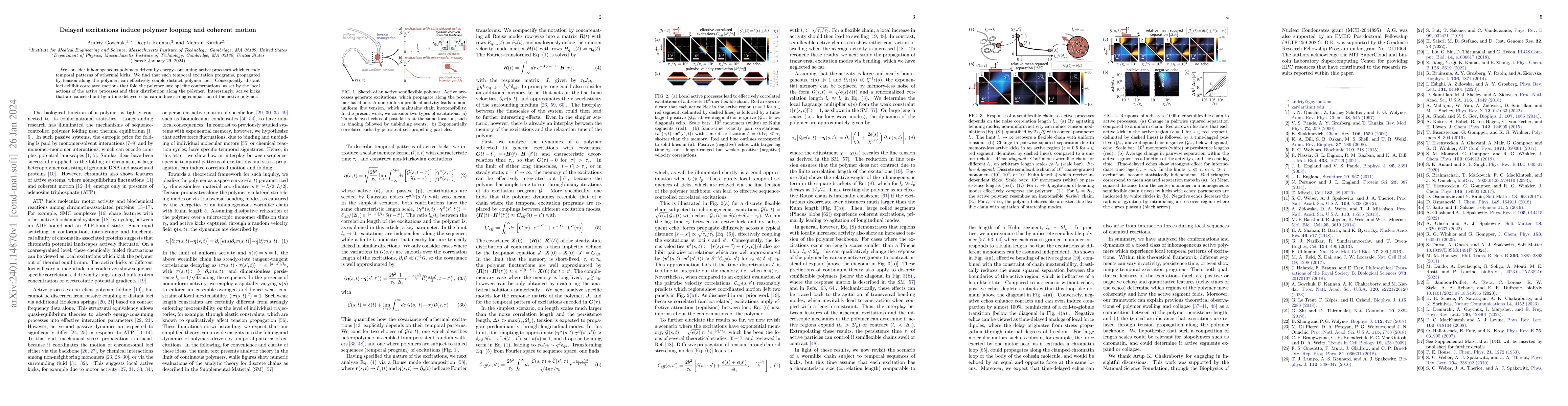 Thumbnail for Delayed excitations induce polymer looping and coherent motion