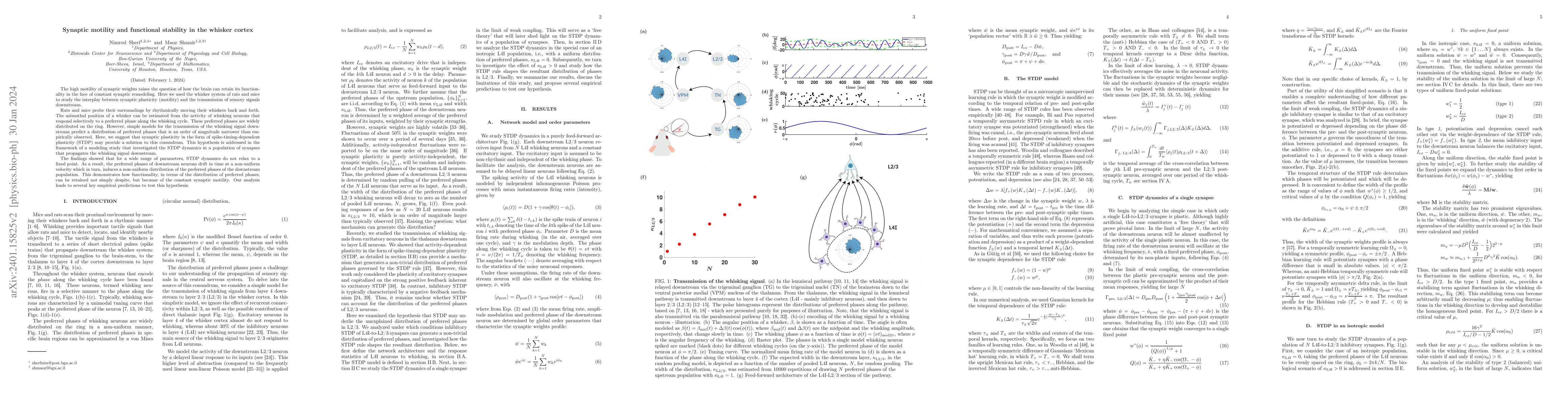 Thumbnail for Synaptic motility and functional stability in the whisker cortex