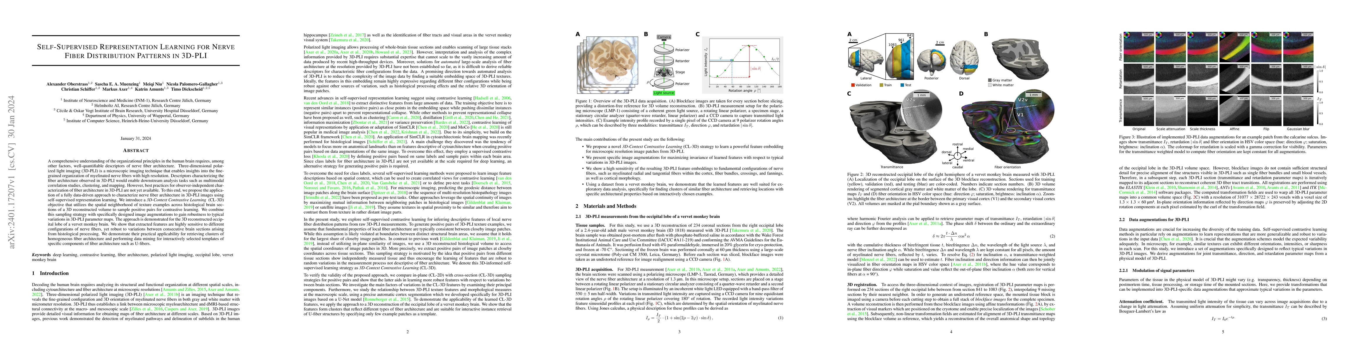 Thumbnail for Self-Supervised Representation Learning for Nerve Fiber Distribution
  Patterns in 3D-PLI