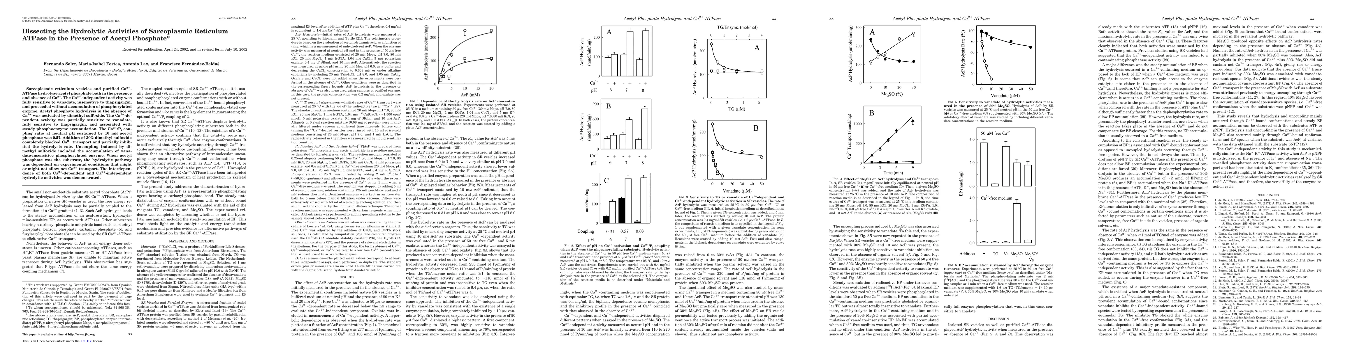 Thumbnail for Dissecting the Hydrolytic Activities of Sarcoplasmic Reticulum ATPase in
  the Presence of Acetyl Phosphate