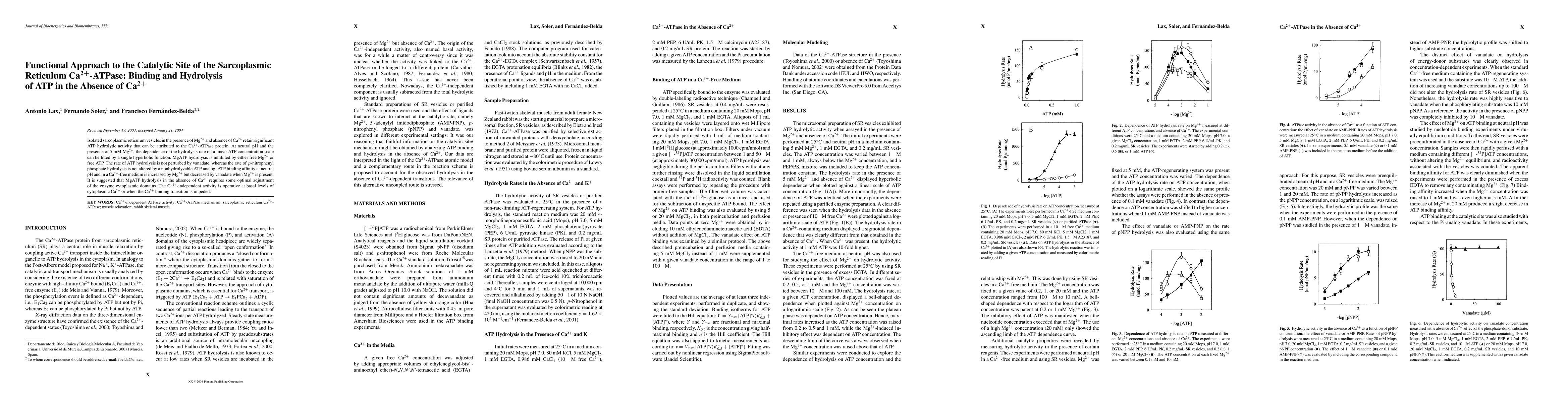 Thumbnail for Functional approach to the catalytic site of the sarcoplasmic reticulum
  Ca(2+)-ATPase: binding and hydrolysis of ATP in the absence of Ca(2+)