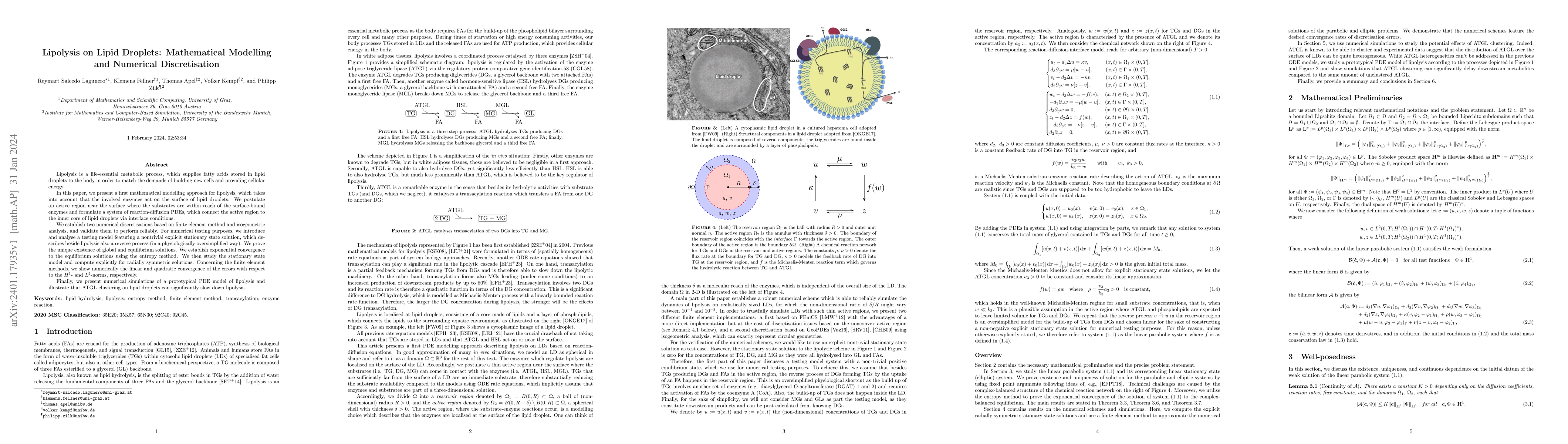Thumbnail for Lipolysis on Lipid Droplets: Mathematical Modelling and Numerical
  Discretisation