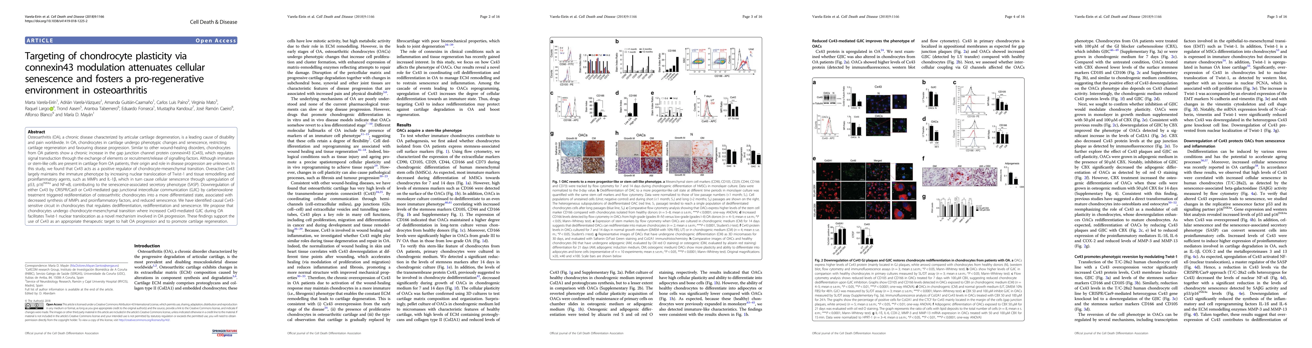 Thumbnail for Targeting of chondrocyte plasticity via connexin43 modulation attenuates
  cellular senescence and fosters a pro-regenerative environment in
  osteoarthritis