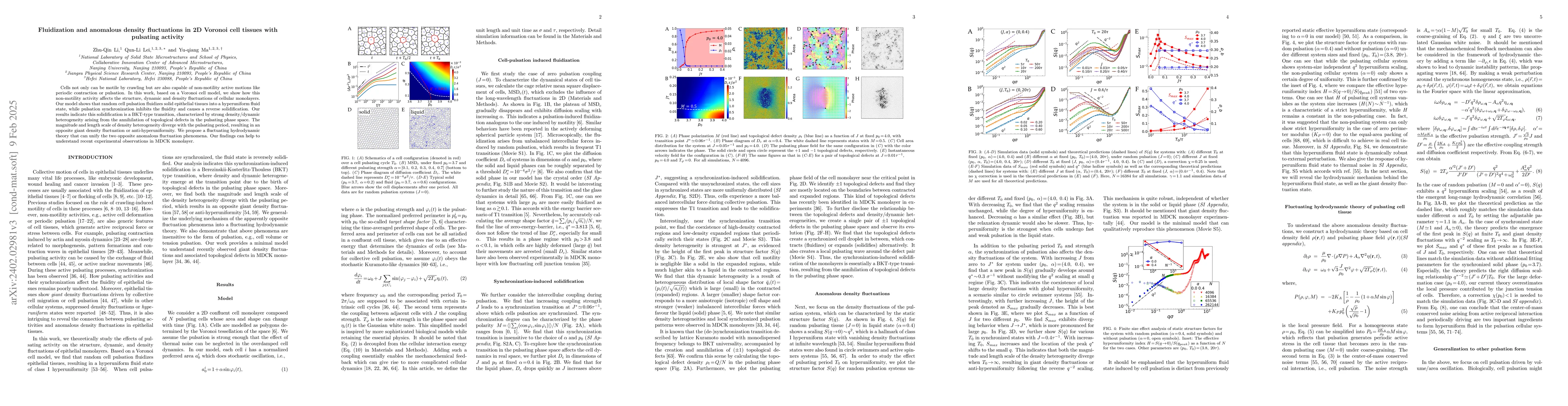 Thumbnail for Fluidization and anomalous density fluctuations in epithelial tissues
  with pulsating activity