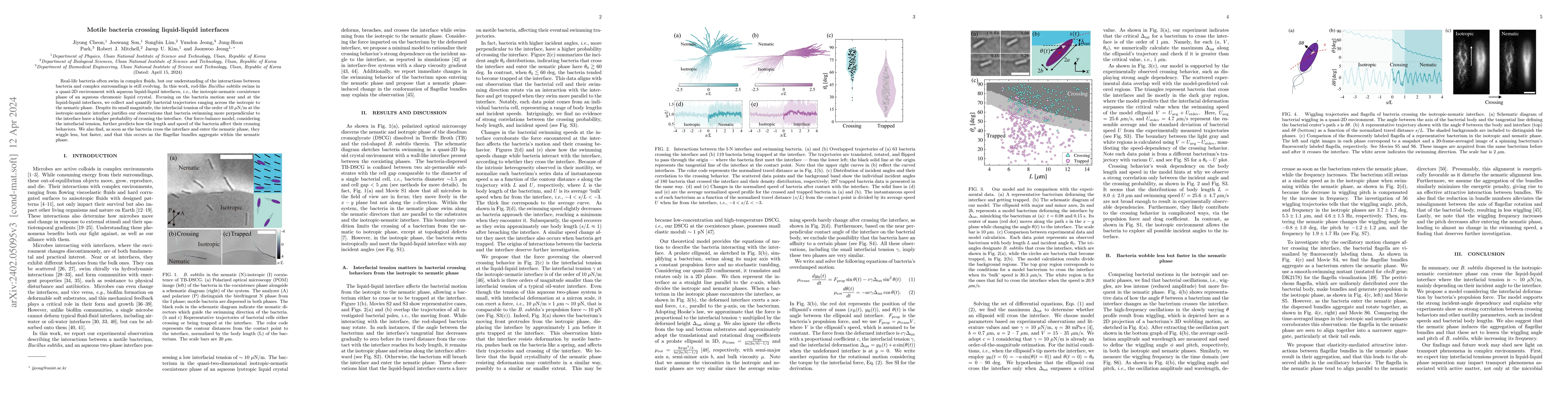 Thumbnail for Motile bacteria crossing liquid-liquid interfaces