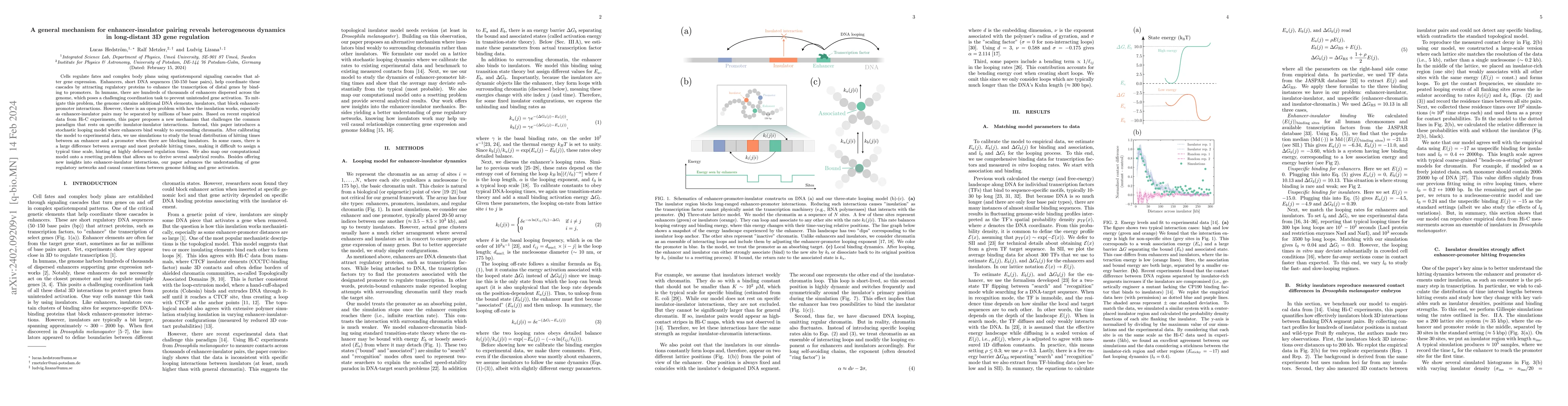 Thumbnail for A general mechanism for enhancer-insulator pairing reveals heterogeneous
  dynamics in long-distant 3D gene regulation