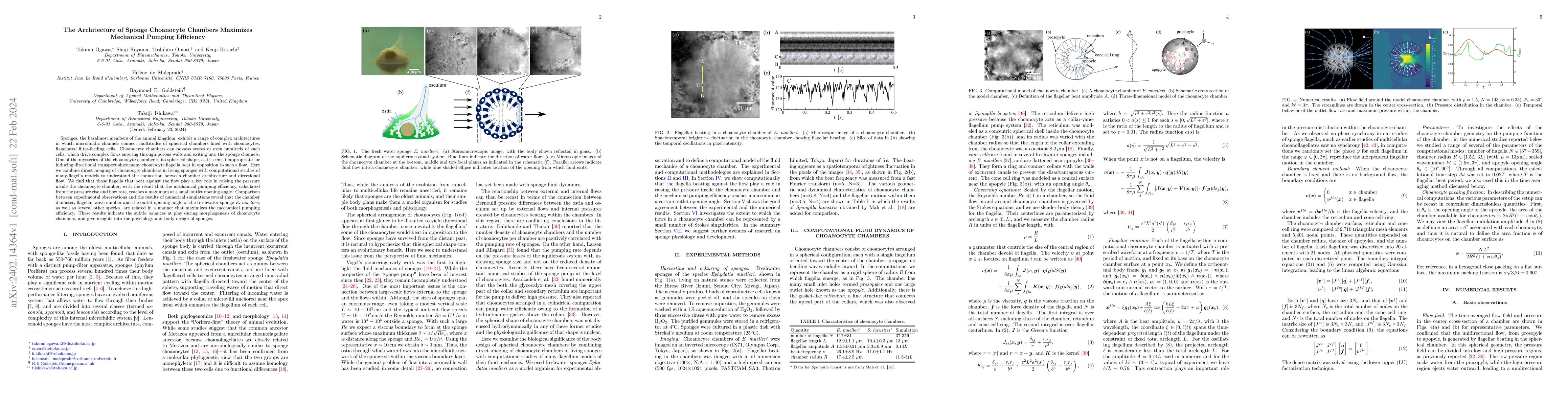 Thumbnail for The Architecture of Sponge Choanocyte Chambers Maximizes Mechanical
  Pumping Efficiency