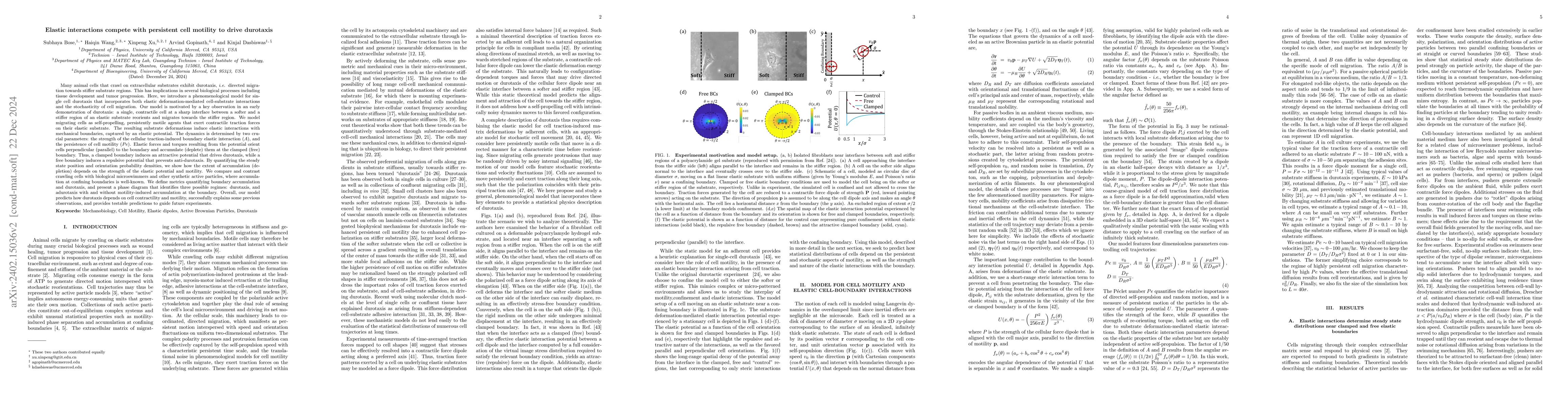Thumbnail for Elastic interactions compete with persistent cell motility to drive
  durotaxis