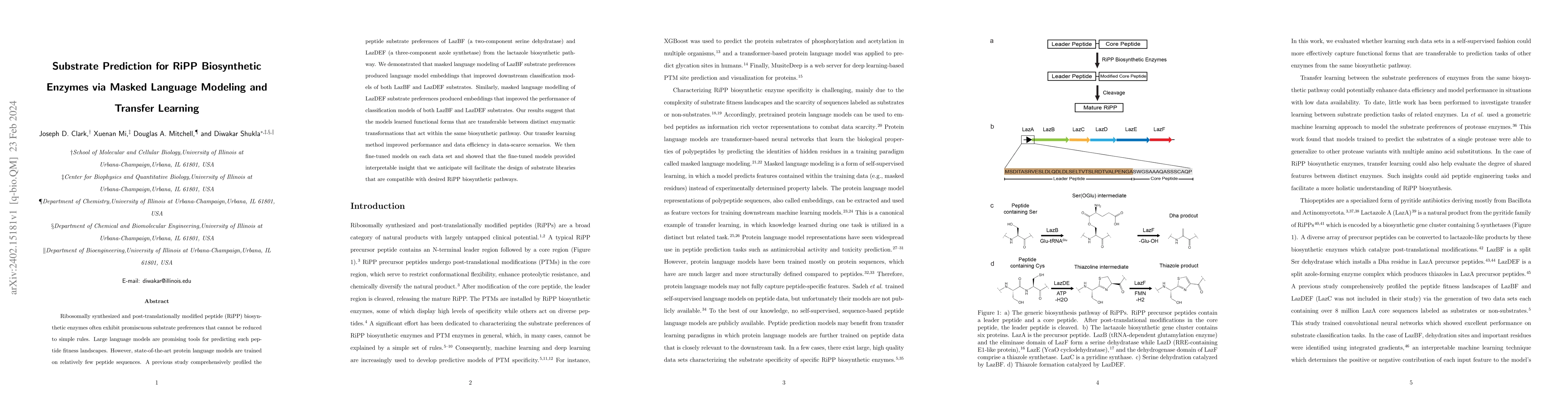 Thumbnail for Substrate Prediction for RiPP Biosynthetic Enzymes via Masked Language
  Modeling and Transfer Learning