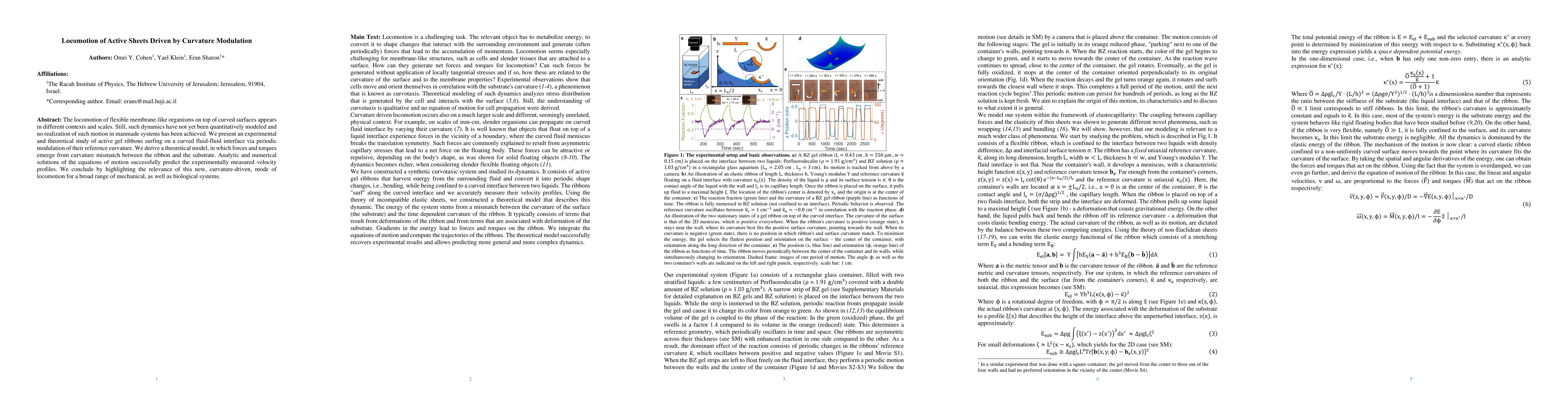 Thumbnail for Locomotion of Active Sheets Driven by Curvature Modulation