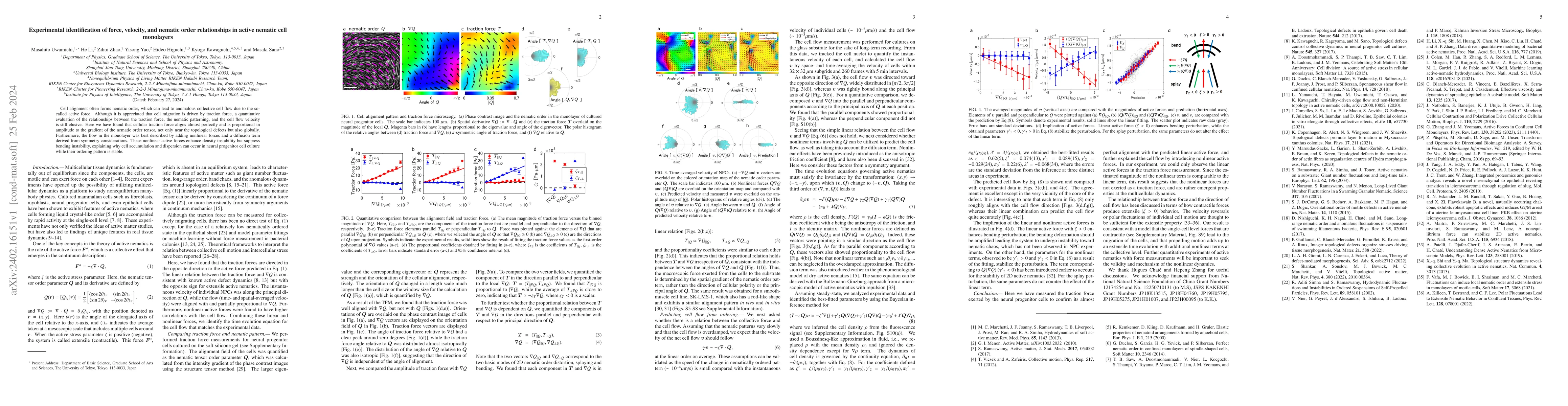 Thumbnail for Experimental identification of force, velocity, and nematic order
  relationships in active nematic cell monolayers
