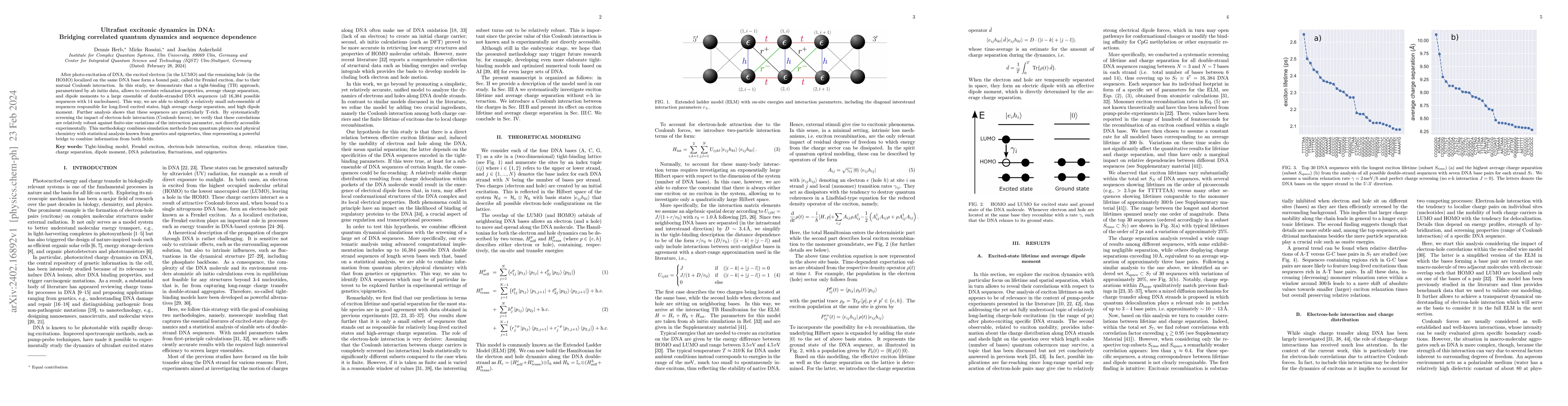 Thumbnail for Ultrafast excitonic dynamics in DNA: Bridging correlated quantum
  dynamics and sequence dependence