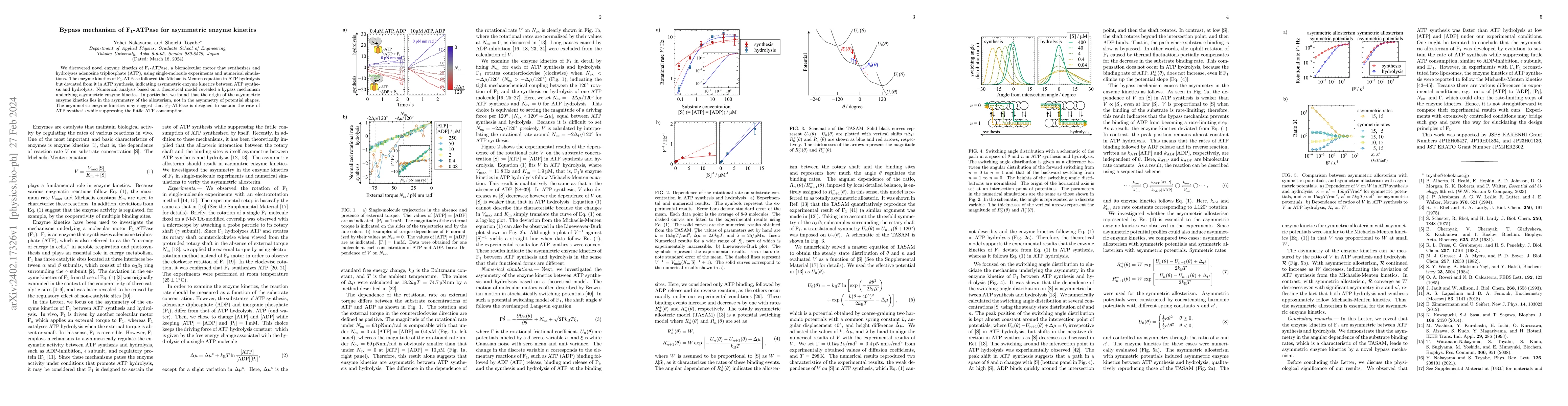 Thumbnail for Bypass mechanism of F$_1$-ATPase for asymmetric enzyme kinetics