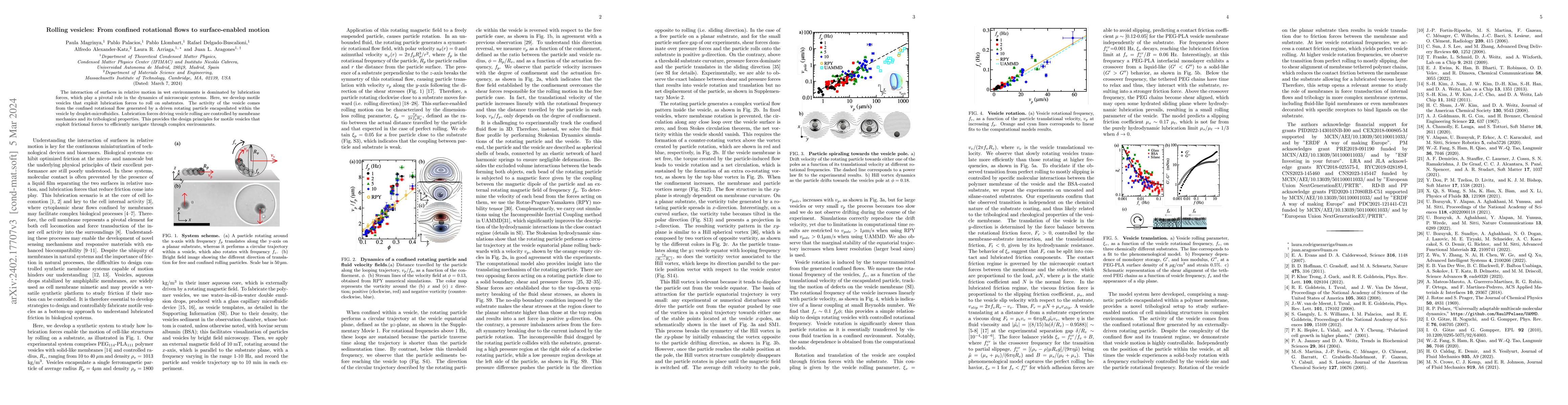 Thumbnail for Rolling vesicles: From confined rotational flows to surface-enabled
  motion