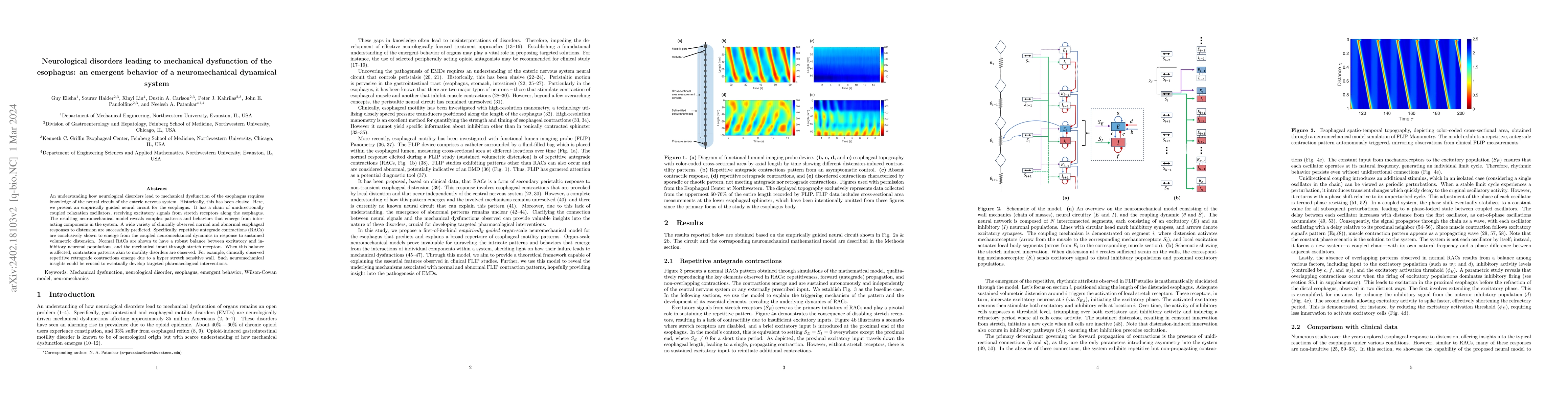 Thumbnail for Neurological disorders leading to mechanical dysfunction of the
  esophagus: an emergent behavior of a neuromechanical dynamical system