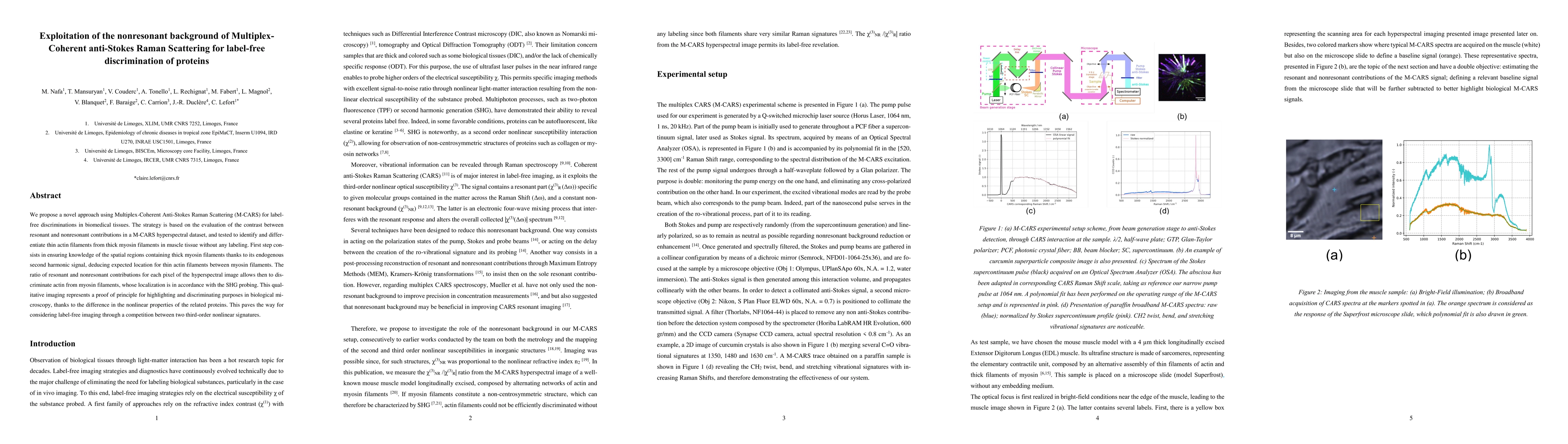 Thumbnail for Label-free discrimination of actin and myosin muscle networks using
  nonresonant contribution of Multiplex-Coherent anti-Stokes Raman Scattering
  (M-CARS)
