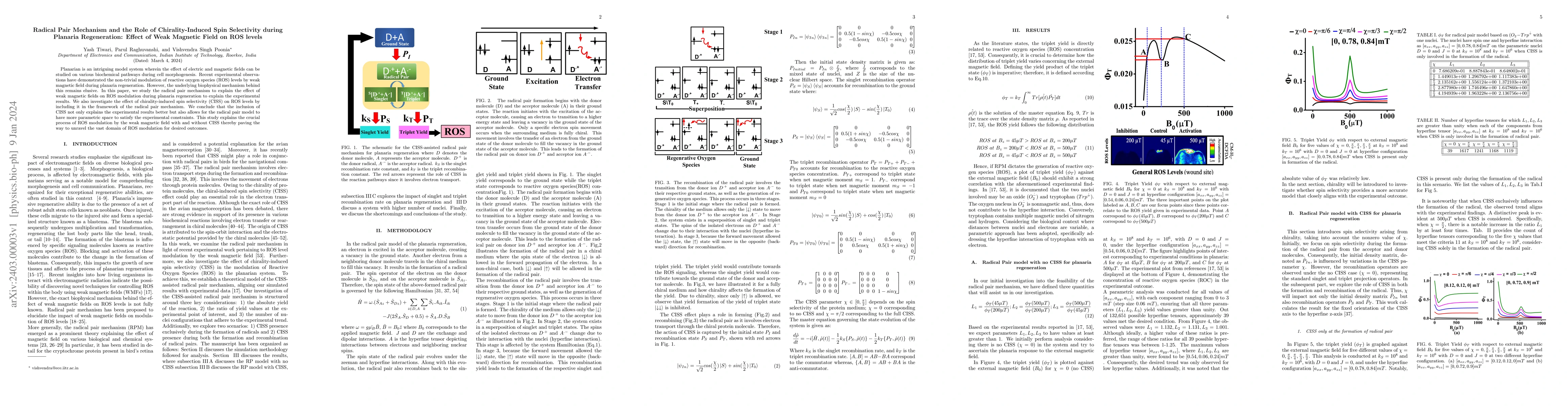 Thumbnail for Radical Pair Mechanism and the Role of Chirality-Induced Spin
  Selectivity during Planaria Regeneration: Effect of Weak Magnetic Field on
  ROS levels