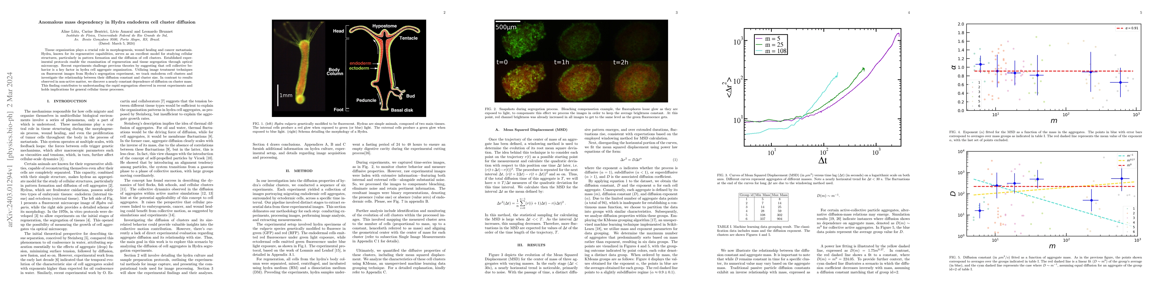 Thumbnail for Anomalous mass dependency in Hydra endoderm cell cluster diffusion