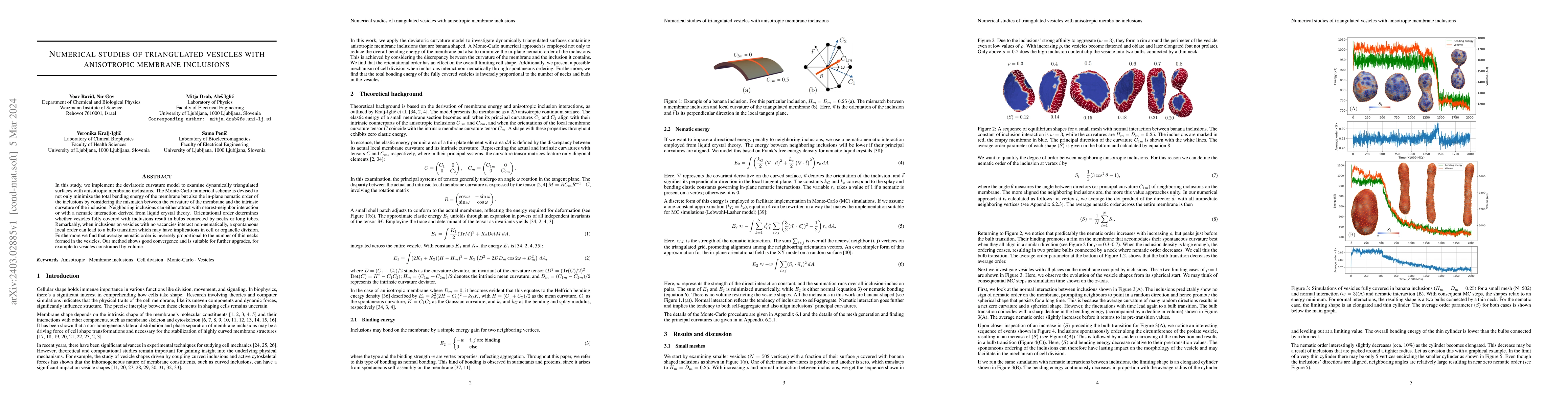 Thumbnail for Numerical studies of triangulated vesicles with anisotropic membrane
  inclusions