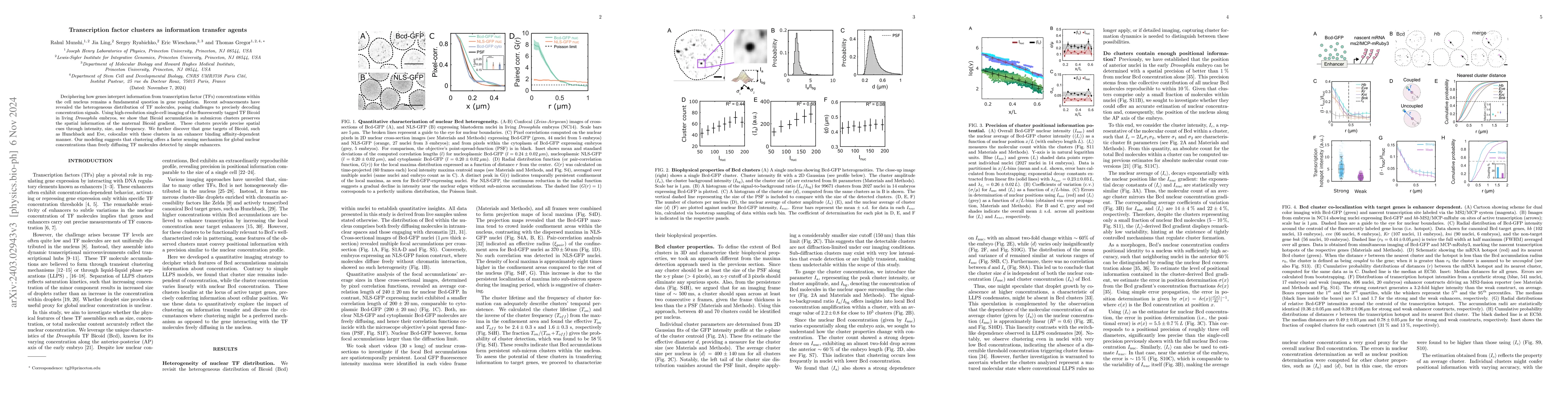 Thumbnail for Transcription factor clusters as information transfer agents