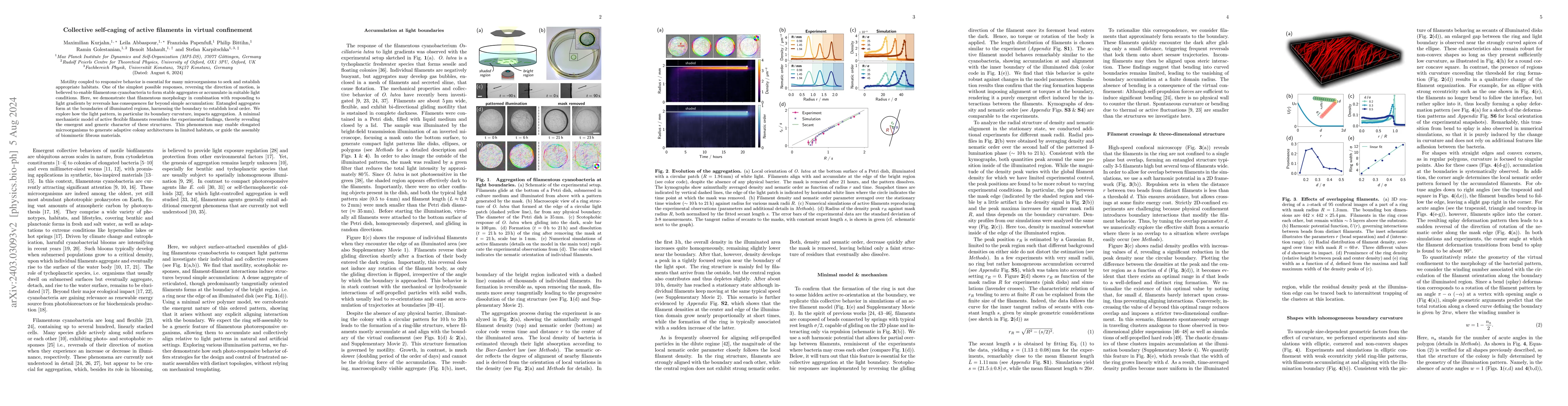 Thumbnail for Collective self-caging of active filaments in virtual confinement