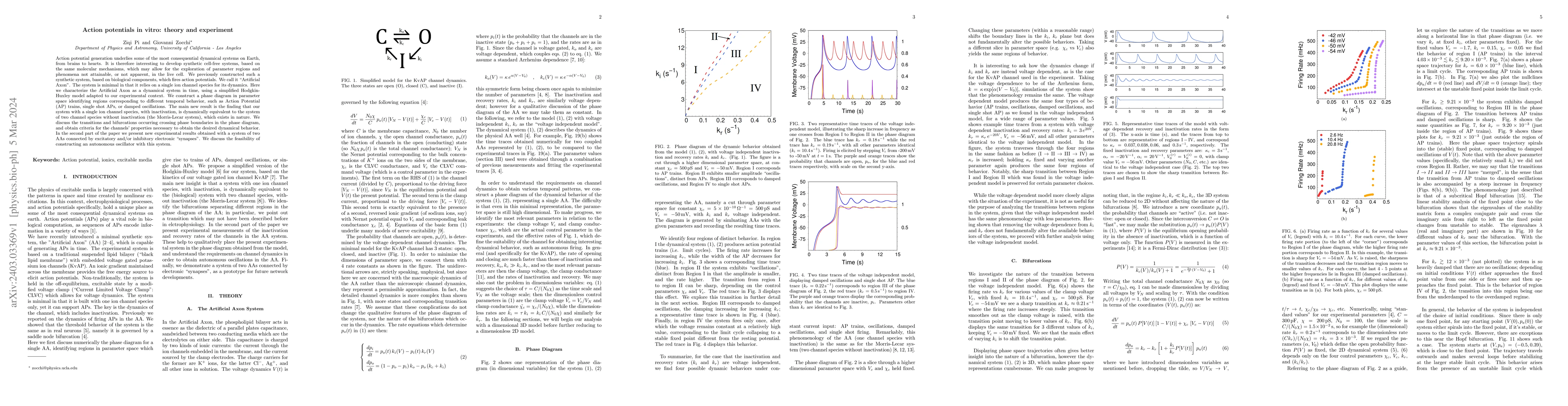 Thumbnail for Action potentials in vitro: theory and experiment
