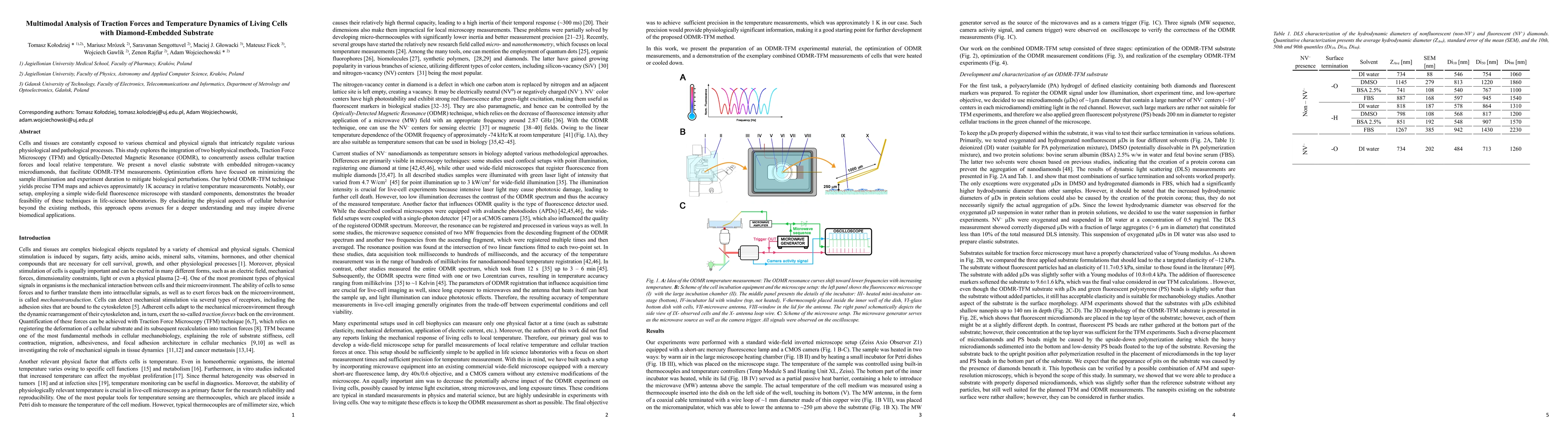 Thumbnail for Multimodal Analysis of Traction Forces and Temperature Dynamics of
  Living Cells with Diamond-Embedded Substrate