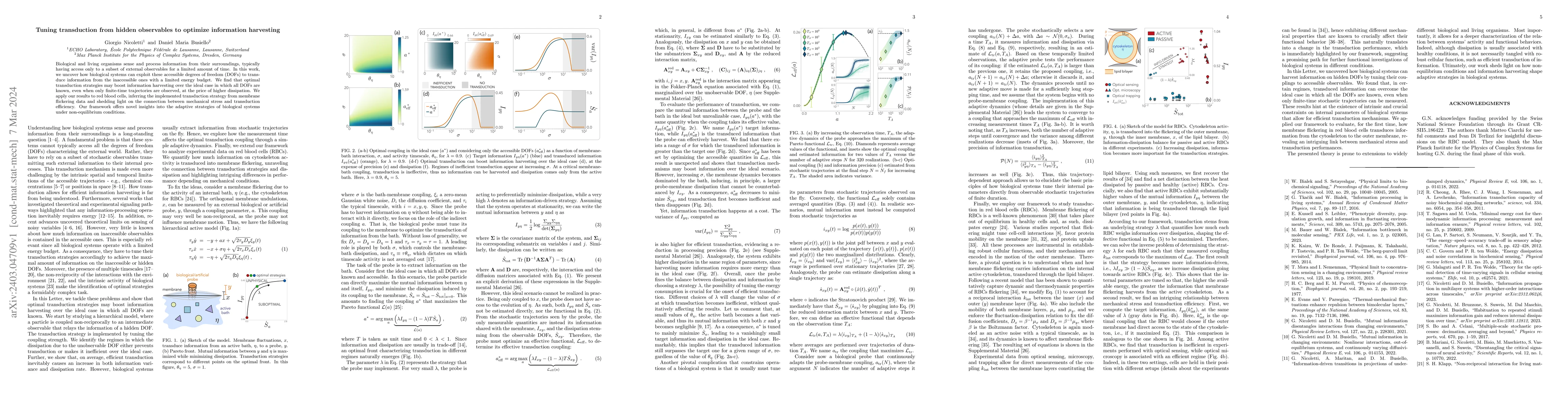 Thumbnail for Tuning transduction from hidden observables to optimize information
  harvesting