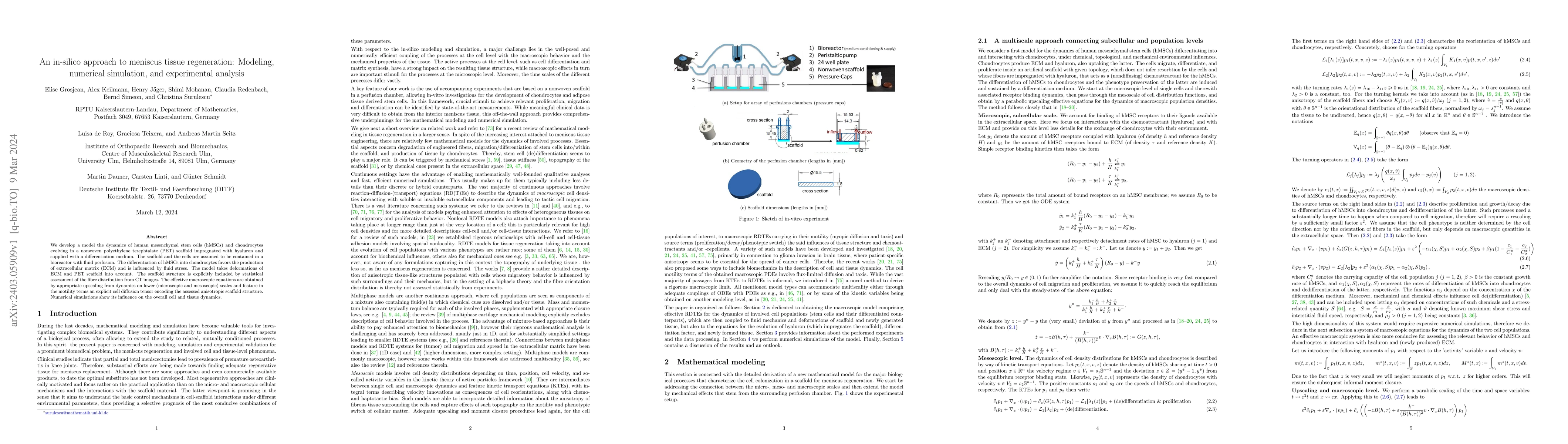 Thumbnail for An in-silico approach to meniscus tissue regeneration: Modeling,
  numerical simulation, and experimental analysis